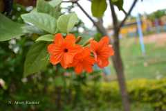 Cordia sebestena